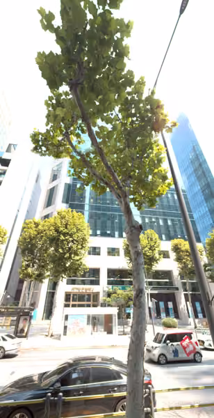 tree photo