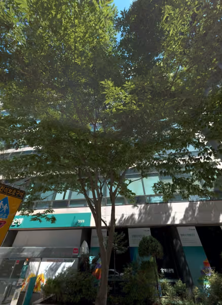 tree photo