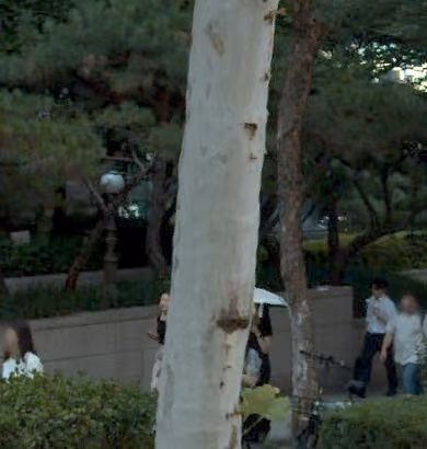 tree photo
