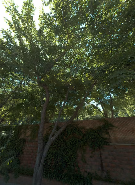 tree photo