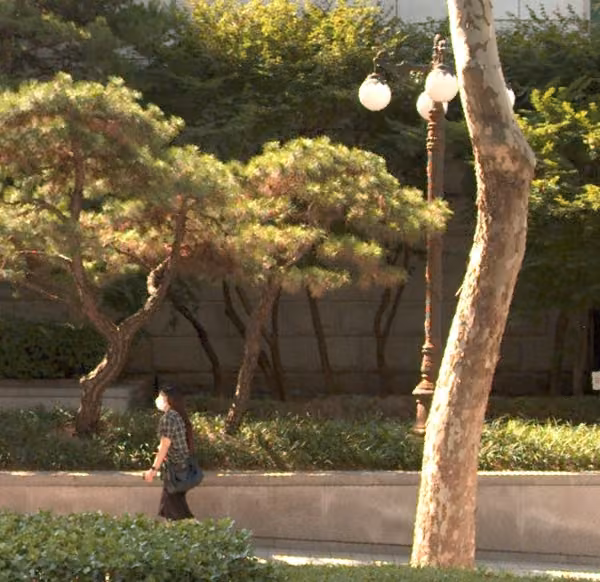 tree photo