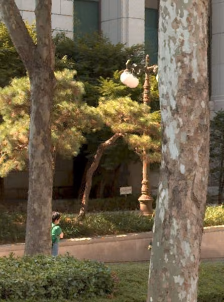 tree photo