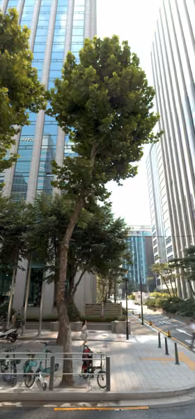 tree photo