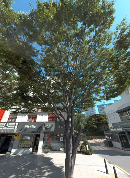 tree photo