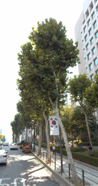 tree photo