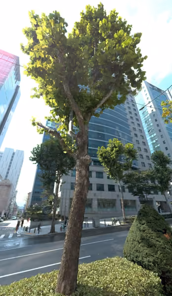 tree photo