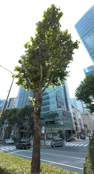 tree photo