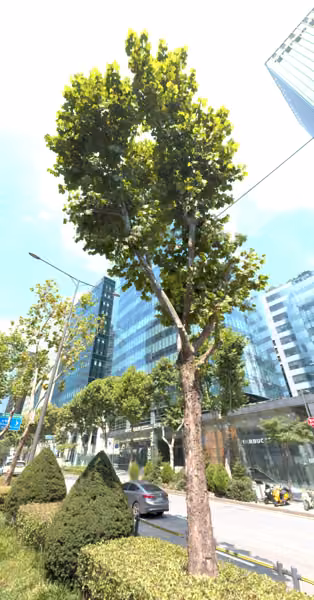 tree photo