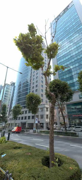 tree photo