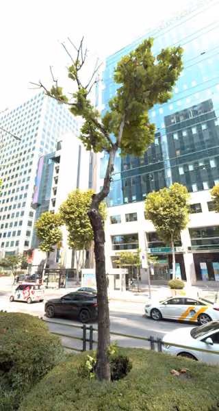 tree photo