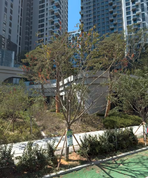 tree photo