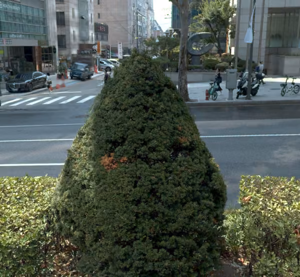 tree photo