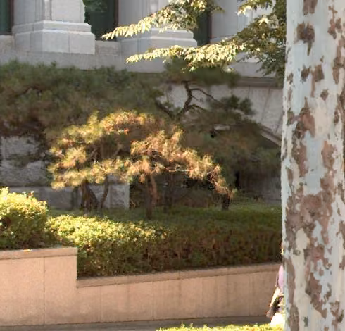 tree photo