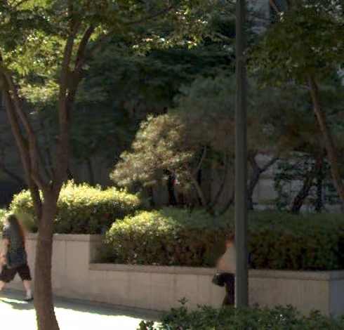 tree photo