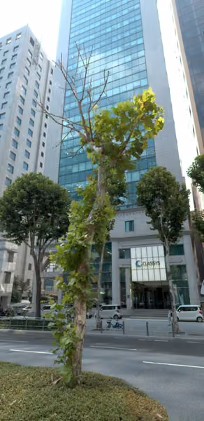 tree photo