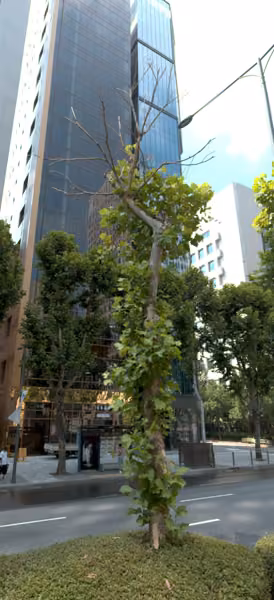 tree photo