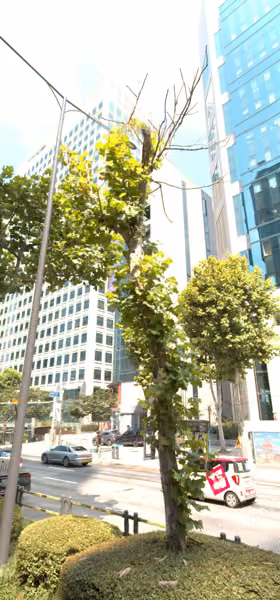 tree photo