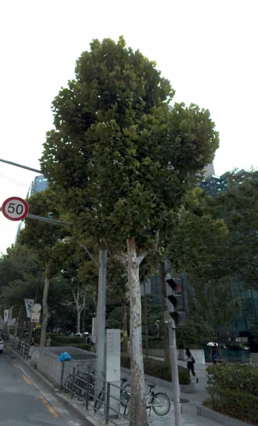 tree photo