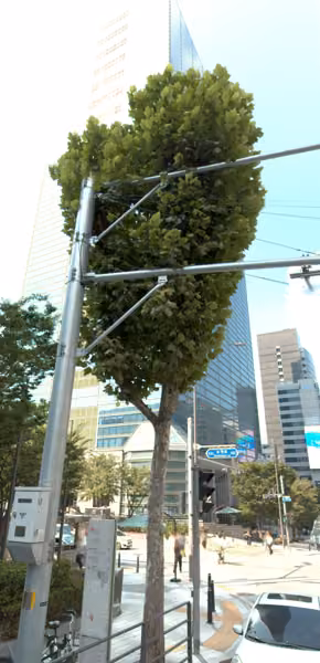 tree photo