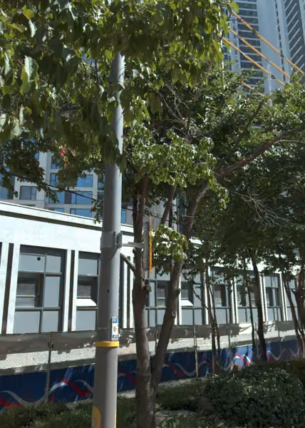 tree photo