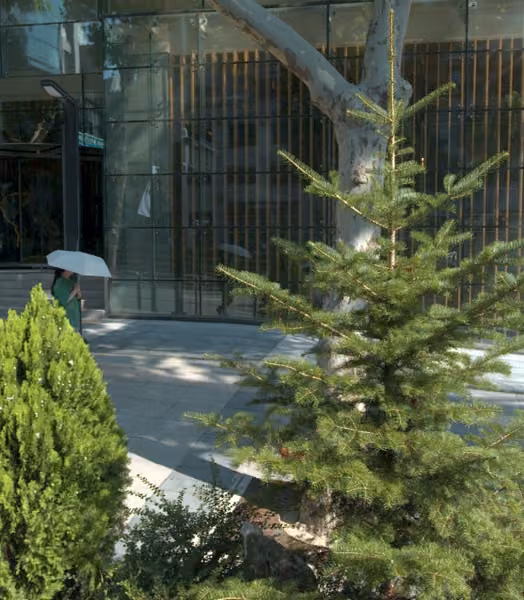 tree photo