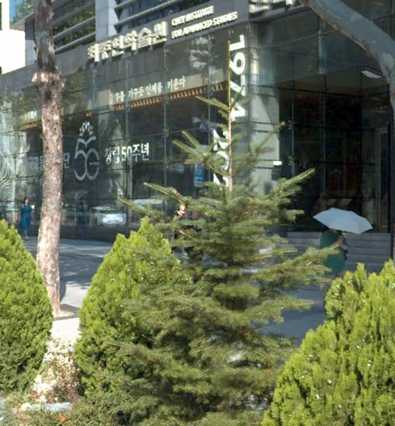 tree photo