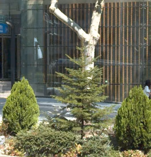 tree photo
