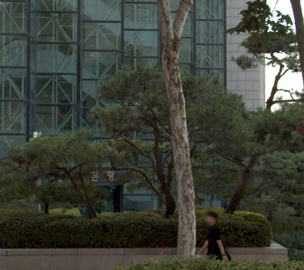 tree photo