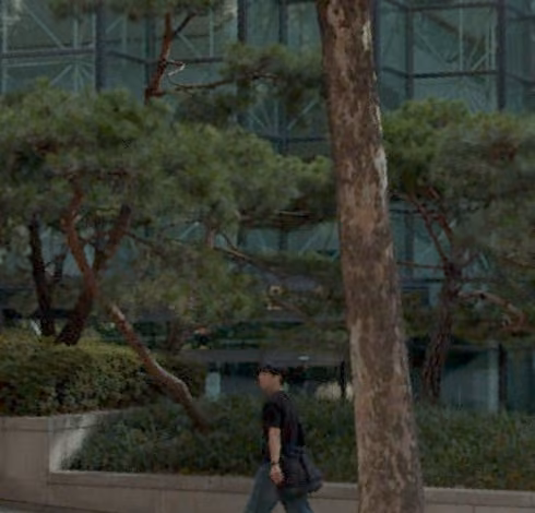 tree photo