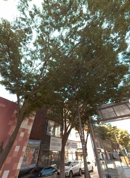 tree photo