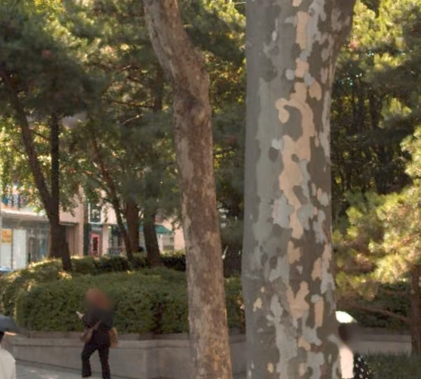 tree photo