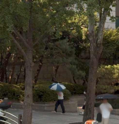 tree photo