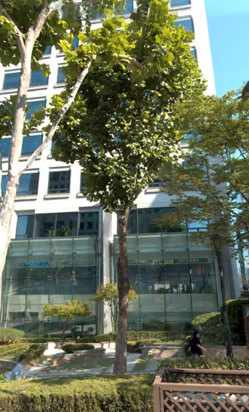 tree photo