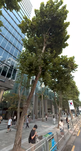 tree photo