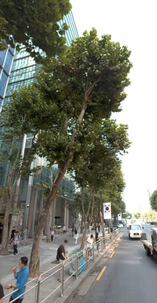 tree photo