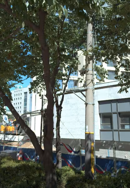 tree photo