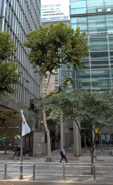tree photo