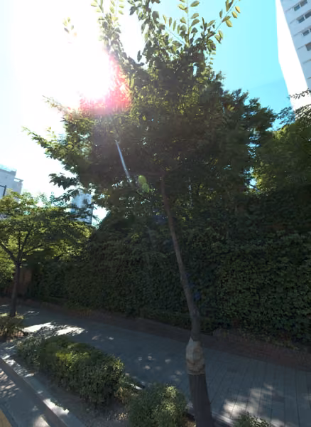 tree photo
