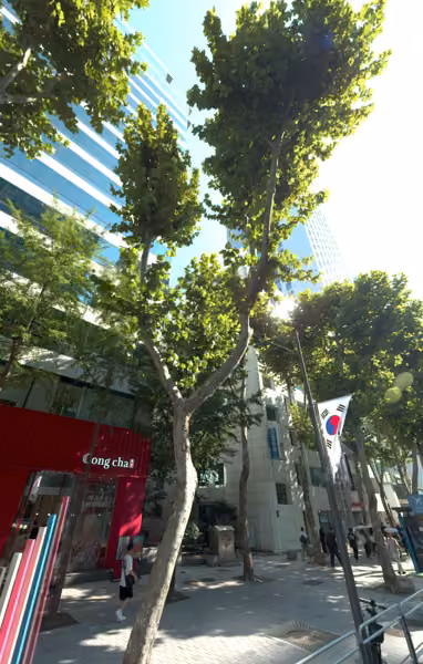 tree photo