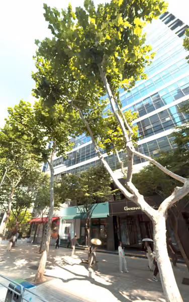 tree photo
