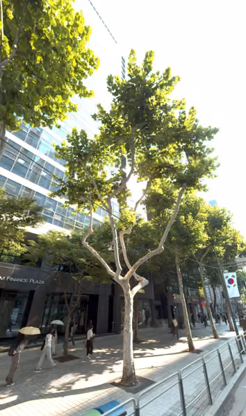 tree photo