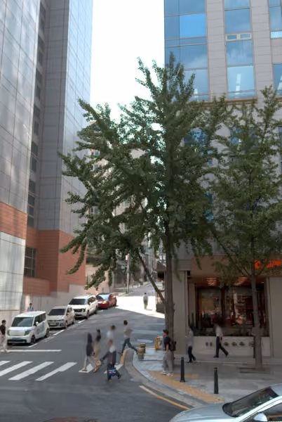 tree photo
