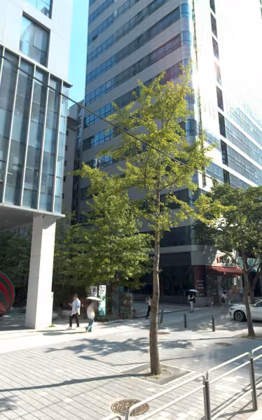 tree photo