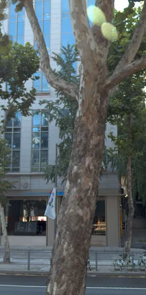 tree photo