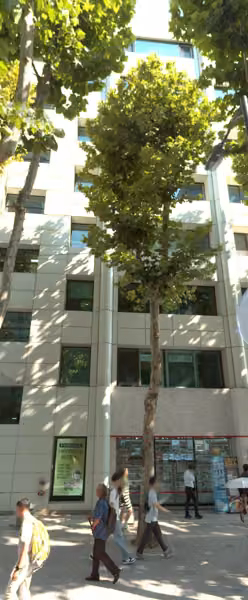 tree photo
