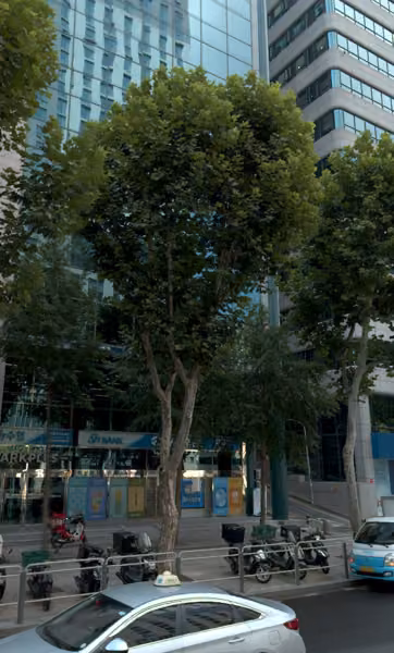 tree photo