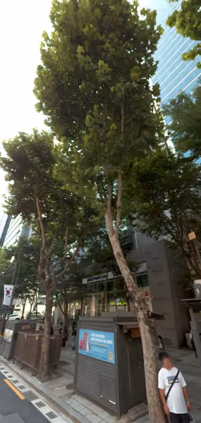 tree photo