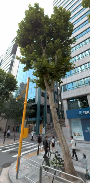 tree photo