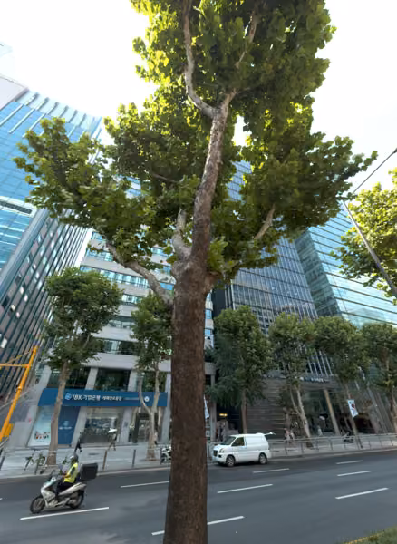 tree photo