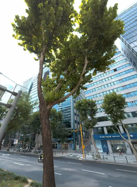 tree photo